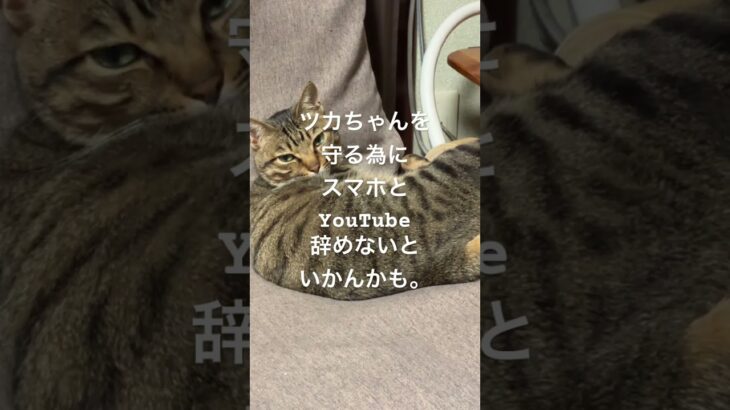 ツカちゃんを、守る為にスマホとYouTube辞めて違約金支払うかもしれない。 #cat #シニア #猫との暮らし #保護猫
