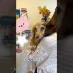 ティーティー美容スケジュールをこなす🪞🪄#シニア犬 #dog #ミニチュアダックスフンド #愛犬 #犬のいる暮らし
