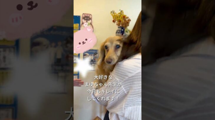 ティーティー美容スケジュールをこなす🪞🪄#シニア犬 #dog #ミニチュアダックスフンド #愛犬 #犬のいる暮らし