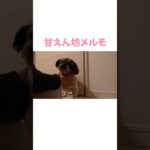 【シニア犬】なでなで大好き　#dog #シニア犬 #개 #シーズー #shihtzu