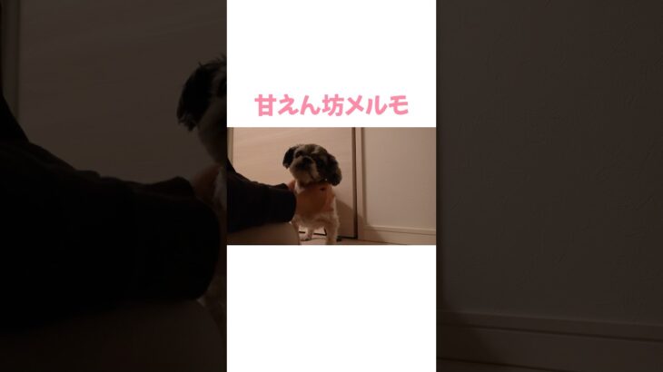 【シニア犬】なでなで大好き　#dog #シニア犬 #개 #シーズー #shihtzu