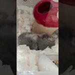 横たわりながら痒いとこかく#hamster #横着#かわいい#ジャンガリアン#シニア期 #1歳10ヶ月