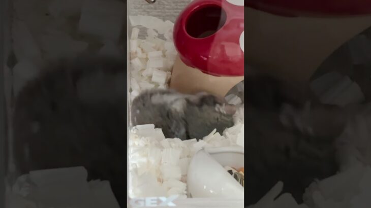 横たわりながら痒いとこかく#hamster #横着#かわいい#ジャンガリアン#シニア期 #1歳10ヶ月