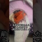 #トイプードル#プードル#シニア犬#犬#わんこ#poodle#toypoodle#dog#cutedog