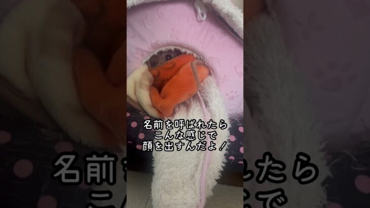 #トイプードル#プードル#シニア犬#犬#わんこ#poodle#toypoodle#dog#cutedog