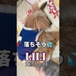 【寝相の悪いシニア犬】それでも寝る？ #puppy シニア犬 #犬 #癒し #可愛い #トイプードル ￼