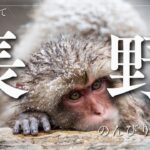 シニア夫婦の徘徊？旅行？　善光寺参りとお猿さん