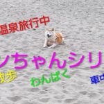 いろんな顔を持つアンちゃん＃シニア旅行＃伊良湖温泉旅行＃愛犬＃癒し犬＃犬のいる暮らし＃いぬのきもち