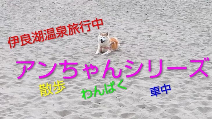 いろんな顔を持つアンちゃん＃シニア旅行＃伊良湖温泉旅行＃愛犬＃癒し犬＃犬のいる暮らし＃いぬのきもち