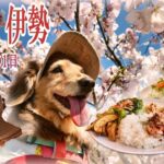 【三重 伊勢】「また来年も一緒に」シニア犬と巡る、伊勢の桜並木と春の彩り