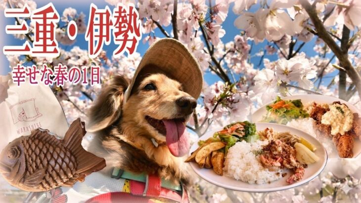 【三重 伊勢】「また来年も一緒に」シニア犬と巡る、伊勢の桜並木と春の彩り