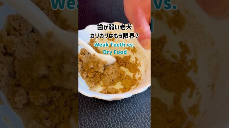 歯が弱い老犬。カリカリはもう限界？ #シニア犬 #犬のいる生活 #老犬介護