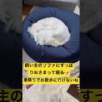 兼用できてコスパよし #マルチーズ #わんこ #シニア犬 #わんこ大好き #わんこがいる暮らし #シニア犬との暮らし #涙焼け #おねむ#退屈#雨降り#雨降りの過ごし方