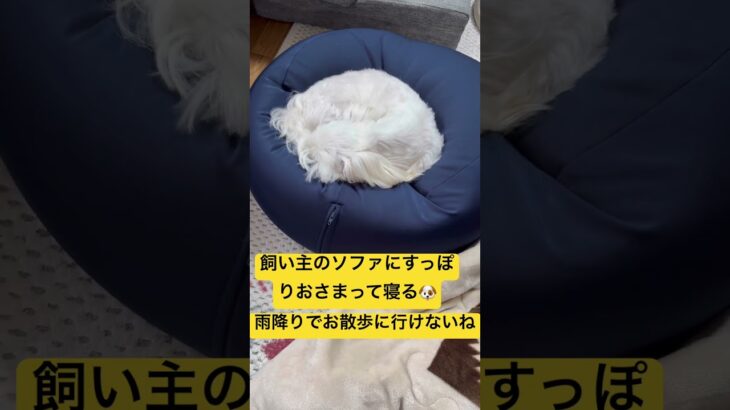 兼用できてコスパよし #マルチーズ #わんこ #シニア犬 #わんこ大好き #わんこがいる暮らし #シニア犬との暮らし #涙焼け #おねむ#退屈#雨降り#雨降りの過ごし方