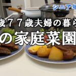 【yuuの家事ライフ】シニア年金生活、８０歳７７歳夫婦の暮らし、春の家庭菜園