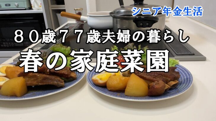 【yuuの家事ライフ】シニア年金生活、８０歳７７歳夫婦の暮らし、春の家庭菜園