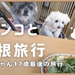 【わんこと箱根旅行】ハイシニアのムーちゃんは17歳最後の旅行。船にも乗りました！シニアののんびり旅行です🐶#ハイシニア #マルチーズ #チャイニーズクレステッドドッグ #犬のいる暮らし #保護犬