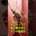 出発前に欠航・クルーズ感染・デング熱・スリ警告、それでもシニア4人は飛び立った