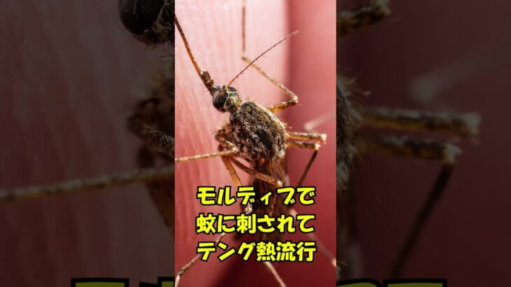 出発前に欠航・クルーズ感染・デング熱・スリ警告、それでもシニア4人は飛び立った