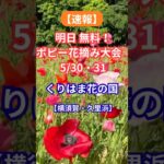速報　無料 ポピー花摘み大会　5/30.31開催 #シニア #旅行好き #お花畑 #横須賀市