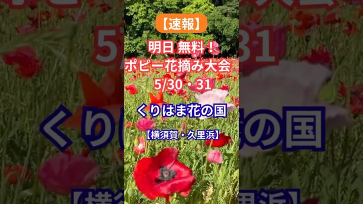 速報　無料 ポピー花摘み大会　5/30.31開催 #シニア #旅行好き #お花畑 #横須賀市