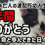 【60代一人暮らし】小さな命と歩んできた日々　保護猫りんと年金2万円受給者の4年間【シニアVlog】
