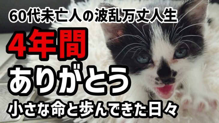 【60代一人暮らし】小さな命と歩んできた日々　保護猫りんと年金2万円受給者の4年間【シニアVlog】