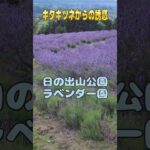 ..初夏　キタキツネからの誘惑　美瑛　富良野 #60歳代 #シニア #automobile #60歳代 #旅行 #キャンプ #初夏の北海道