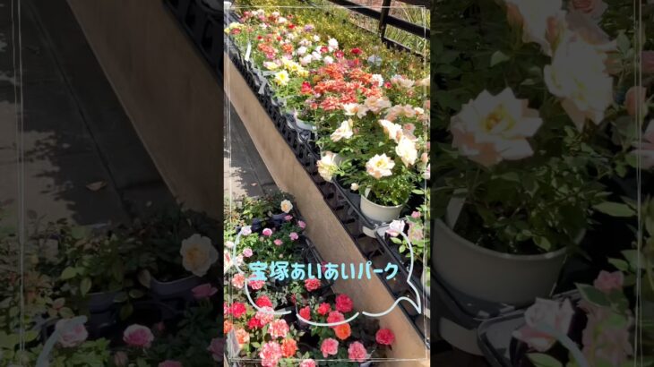宝塚あいあいパーク🌷 #シニアライフ #60歳代 #旅行 #宝塚 #vlog
