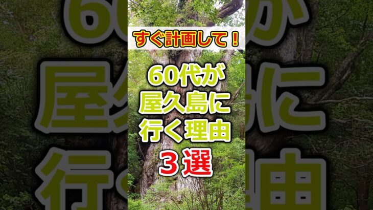 【60代必見】旅行で60代の皆さん気になるなら屋久島に行って！# #60代女性 #シニア旅行#ひとり旅 #shorts #gw #旅行注意点 #60代旅行 #60代ライフ#シニアライフ60代#屋久島
