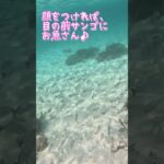 【石垣島】71歳69歳シニアシュノーケリング！5月18日ツアー動画