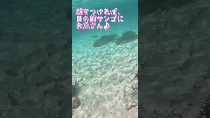 【石垣島】71歳69歳シニアシュノーケリング！5月18日ツアー動画