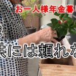 【シニアついやり過ぎる78歳】シニアに無理は禁物とわかっているけれど　　夫急逝　お一人様　年金生活