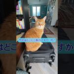 シニア猫PG🐈、貯金崩して旅行か！？ #shorts #イタリア #保護猫 #ねこ