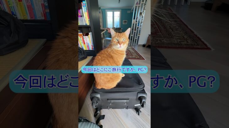 シニア猫PG🐈、貯金崩して旅行か！？ #shorts #イタリア #保護猫 #ねこ