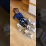 ベビーVS子犬:完全カオス！ 😂💔 #シニア #animals #cute #子犬 #赤ちゃん#犬
