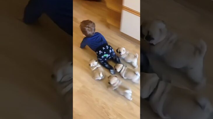 ベビーVS子犬:完全カオス！ 😂💔 #シニア #animals #cute #子犬 #赤ちゃん#犬