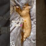 寝る猫#shorts#catshorts#うち猫の日常#ねこ#赤ちゃんライオン#シニア#老猫#茶トラ#かわいい#猫動画#猫との暮らし#catvideos#animals#catlove#catlife