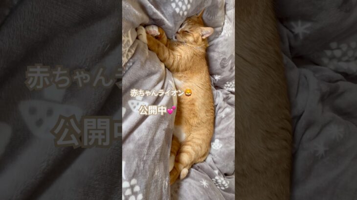 寝る猫#shorts#catshorts#うち猫の日常#ねこ#赤ちゃんライオン#シニア#老猫#茶トラ#かわいい#猫動画#猫との暮らし#catvideos#animals#catlove#catlife