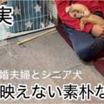 旅行の後は・・・中年夫婦とシニア犬の映えない日常　トイプードル／パート主婦