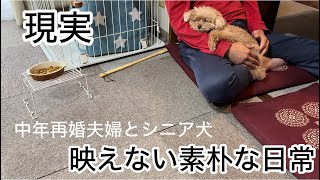 旅行の後は・・・中年夫婦とシニア犬の映えない日常　トイプードル／パート主婦