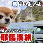 【シニア夫婦とチワワの車中泊旅】桜とネモフィラに包まれた春の大分耶馬溪旅