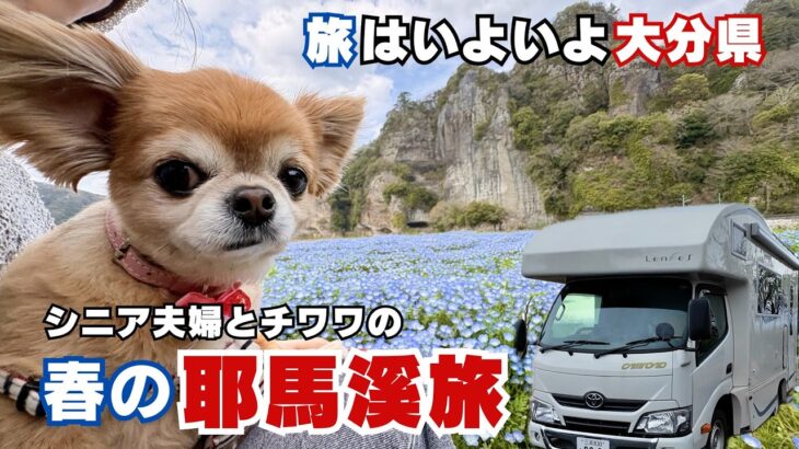 【シニア夫婦とチワワの車中泊旅】桜とネモフィラに包まれた春の大分耶馬溪旅