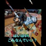 【ミニチュアダックスフンド】シニア犬、新作お洋服でファッションチェック。 #シニア犬 #可愛い