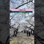 【五稜郭の桜】1,500本の満開の桜星（さくらぼし）散り際の儚いつわものどもの夢 #五稜郭 #旅行 #さくら #夫婦旅  #シニア #travel
