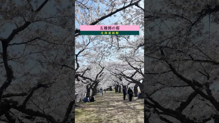 【五稜郭の桜】1,500本の満開の桜星（さくらぼし）散り際の儚いつわものどもの夢 #五稜郭 #旅行 #さくら #夫婦旅  #シニア #travel