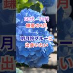 鎌倉の6月 明月院ブルーに出会いたい #シニア #60歳代 #旅行好き