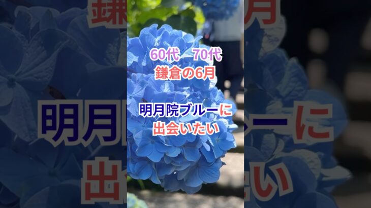 鎌倉の6月 明月院ブルーに出会いたい #シニア #60歳代 #旅行好き