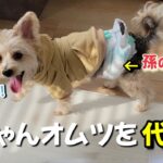 【驚きの使い方検証】赤ちゃんの紙オムツを8歳シニア犬のマナーパンツ代わりに!?