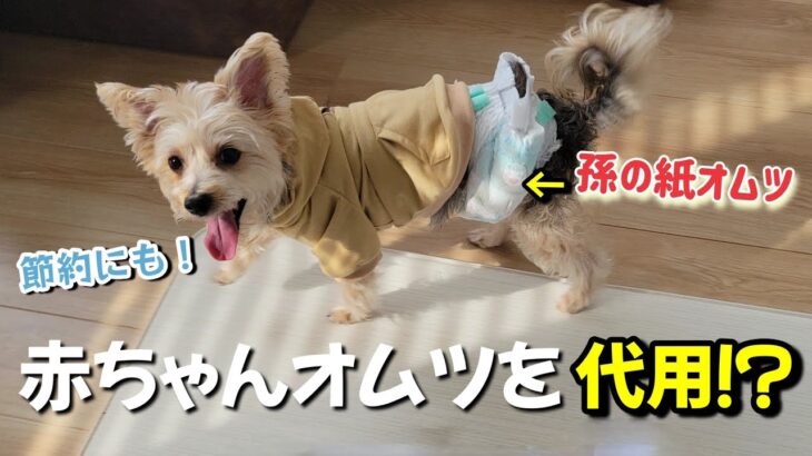 【驚きの使い方検証】赤ちゃんの紙オムツを8歳シニア犬のマナーパンツ代わりに!?